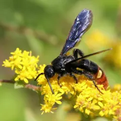Blue-winged Scoliid Wasp thumbnail 4