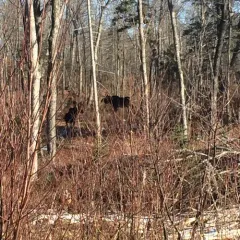 Moose thumbnail 2