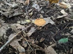 digitate fieldcap thumbnail 2