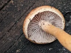 Hypholoma tuberosum thumbnail 4