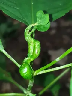 Asphondylia eupatorii thumbnail 2