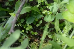 obtuse starwort thumbnail 3
