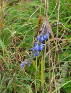 giant blue sage thumbnail 1