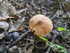 Cortinarius pyrophyllus thumbnail 2
