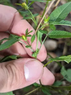 Asphondylia ovata thumbnail 3