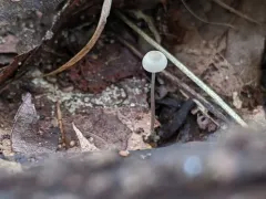 Snapping Bonnet thumbnail 3