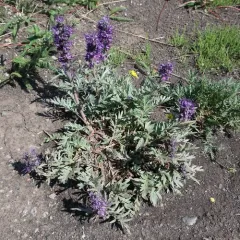 Silky Phacelia thumbnail 1
