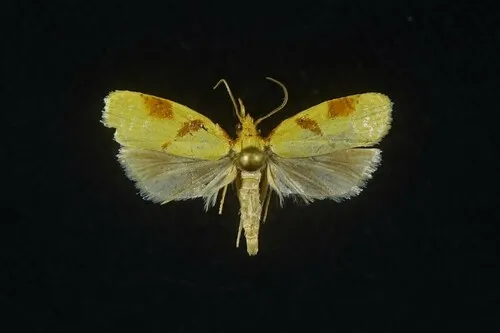 Cenopis karacana