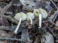 Inocybe microteroxantha thumbnail 2