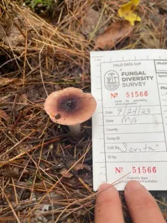 Blackish-red Russula thumbnail 4