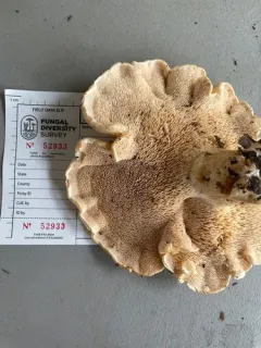 Hydnum vagabundum thumbnail 2