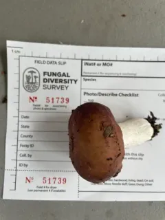 Russula brunneola thumbnail 3