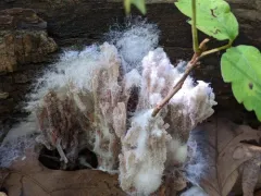 Mycogone calospora thumbnail 2