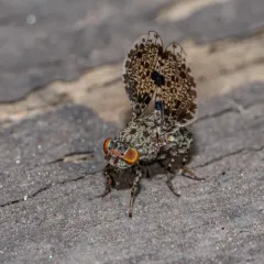 Peacock Fly thumbnail 2
