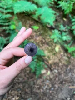 Entoloma subeuchroum thumbnail 3