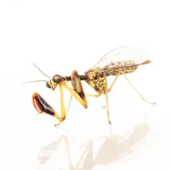 Beautiful Mantidfly thumbnail 2