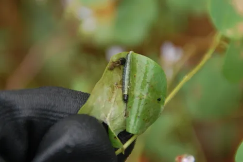 Dusky-backed Filatima Moth