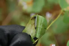 Dusky-backed Filatima Moth thumbnail 1