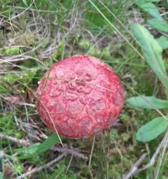 Suillus spectabilis thumbnail 3