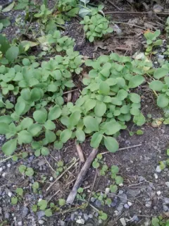 garden stonecrop thumbnail 4
