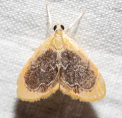 Black-patched Glaphyria Moth thumbnail 3