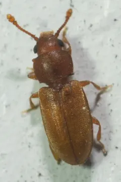 Foreign grain beetle thumbnail 3