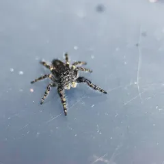 Boreal Tufted Jumping Spider thumbnail 3