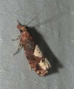 Birch Epinotia Moth thumbnail 2