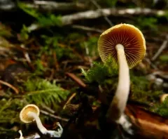Gymnopilus hybridus thumbnail 2