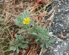 Heterotheca vespertina thumbnail 3