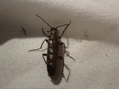 Brassy False Long-horned Beetle thumbnail 2