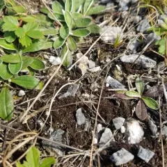 Tattered Jellyskin Lichen thumbnail 3