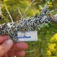 Freckled Tube Lichen thumbnail 3