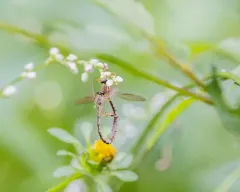 Yellow-legged Pixie thumbnail 2