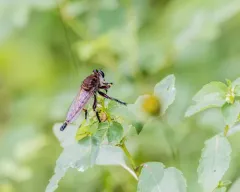 Maroon-legged Lion Fly thumbnail 2