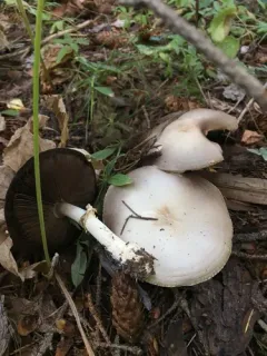 Agaricus summensis thumbnail 3