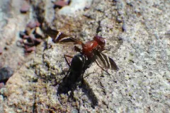 Tritoxa decipiens thumbnail 3