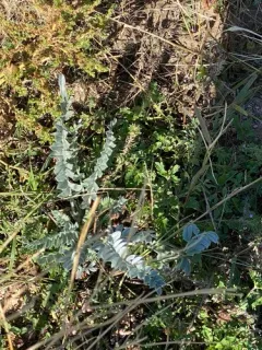Woolly Locoweed thumbnail 4