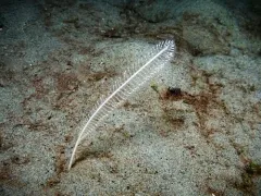 Virgularia bromleyi thumbnail 1