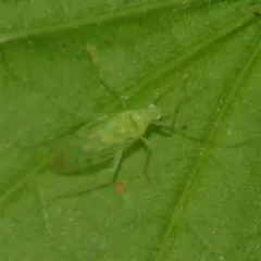 delicate apple capsid thumbnail 4
