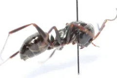Podzol Ant thumbnail 3