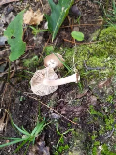 Inocybe acriolens thumbnail 3