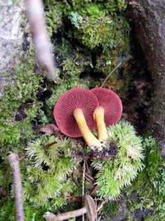 Cortinarius cruentiphyllus thumbnail 3