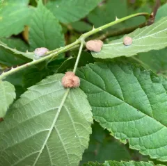 Neolasioptera farinosa thumbnail 4