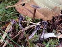 Cortinarius pulchellus thumbnail 2