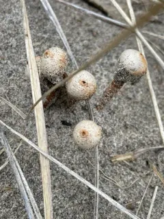 Tulostoma fimbriatum thumbnail 1