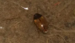 Sanfilippodytes pseudovilis thumbnail 4