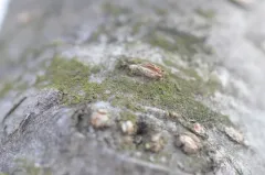 City Dot Lichen thumbnail 2