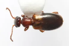 Narrow-necked Grain Beetle thumbnail 3