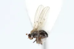 Philygria debilis thumbnail 4